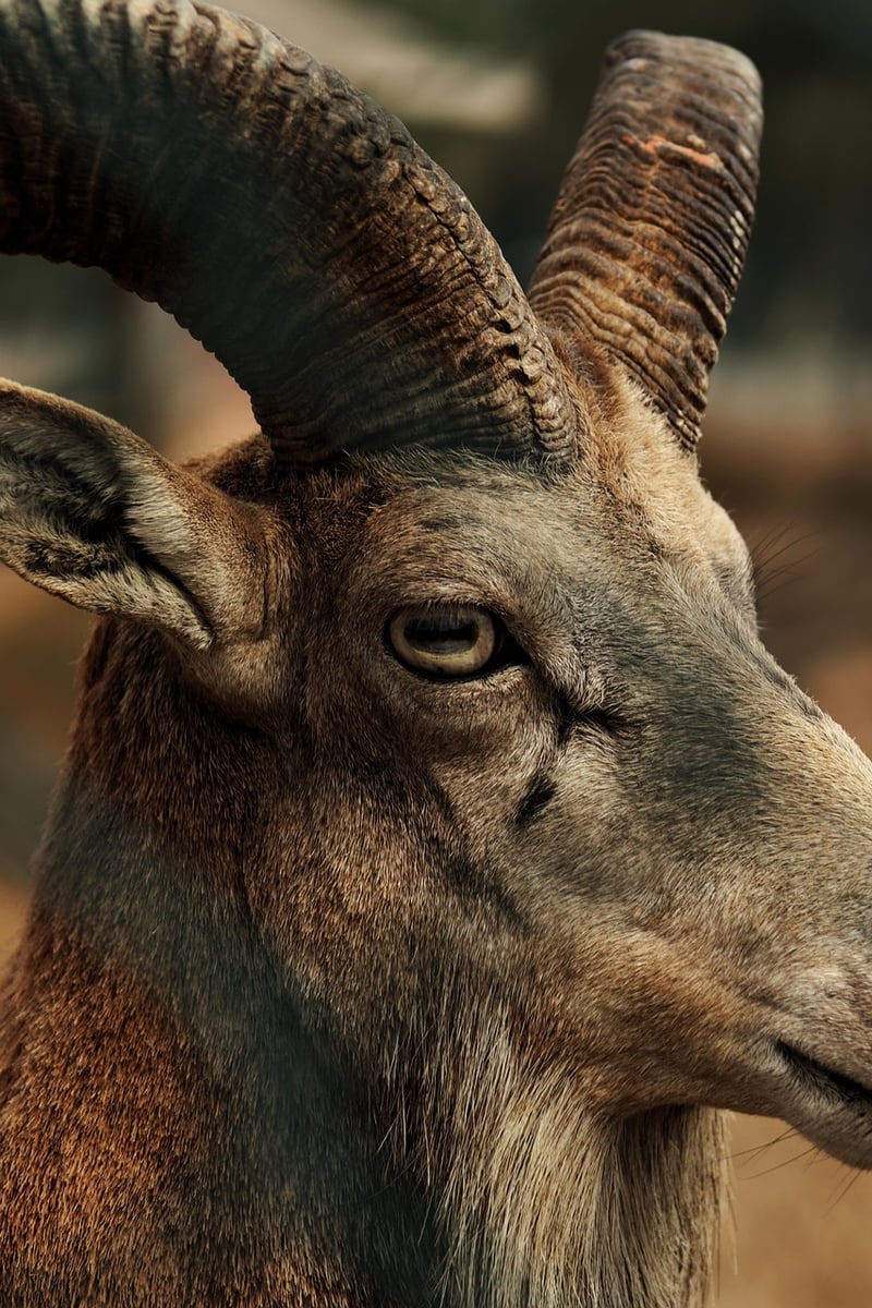 Wildlife Specialists